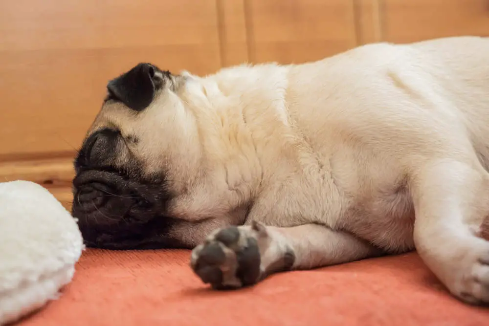 Pug snoring while sleeping