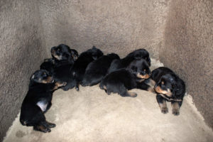 Rottweiler dog litter with a runt
