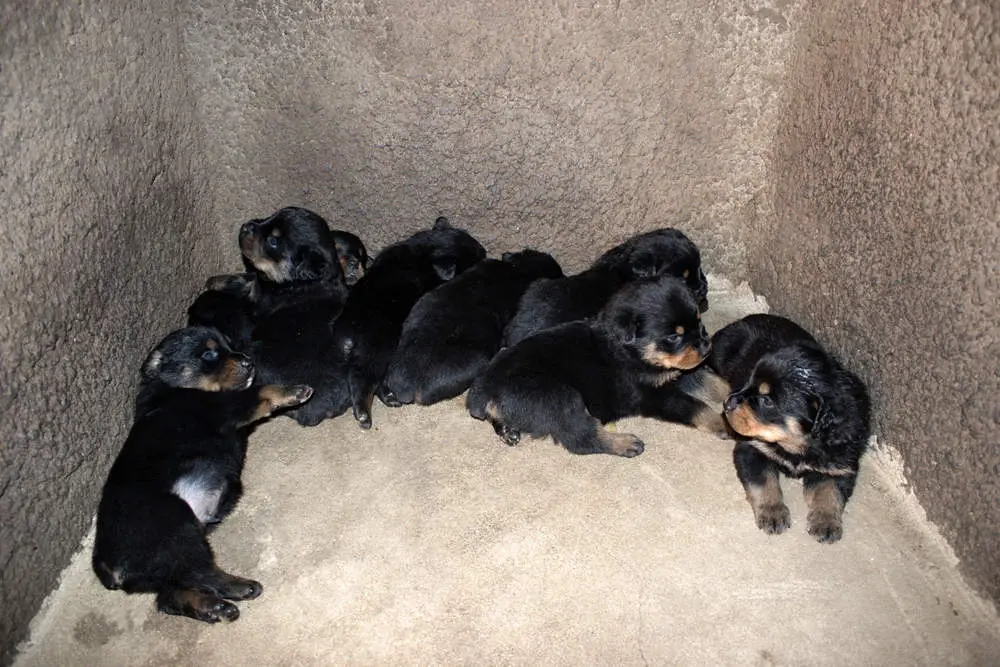Dog litter showing the puppies and the runt