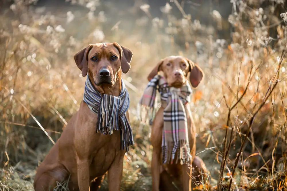 Vizsla and Ridgeback posing for autumn pictures