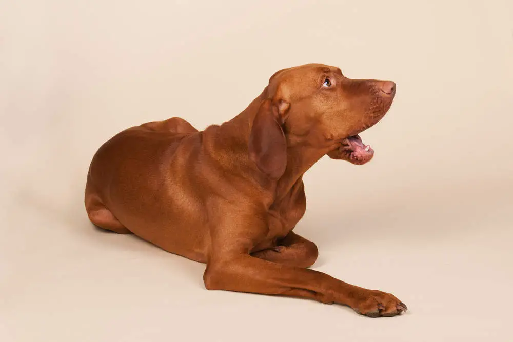 Vizsla barking