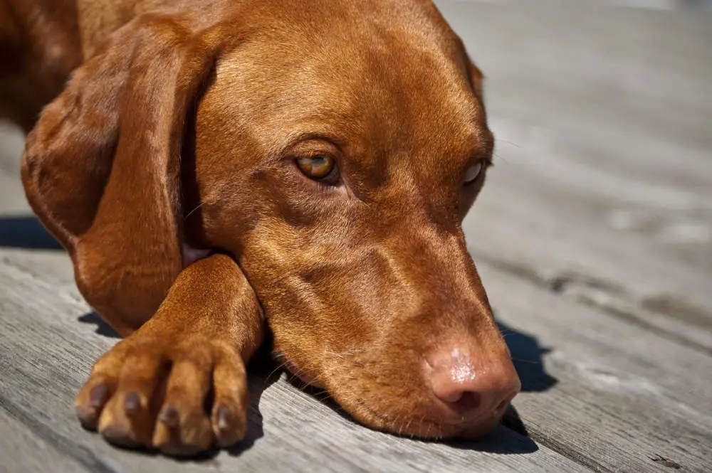 Vizsla closeup