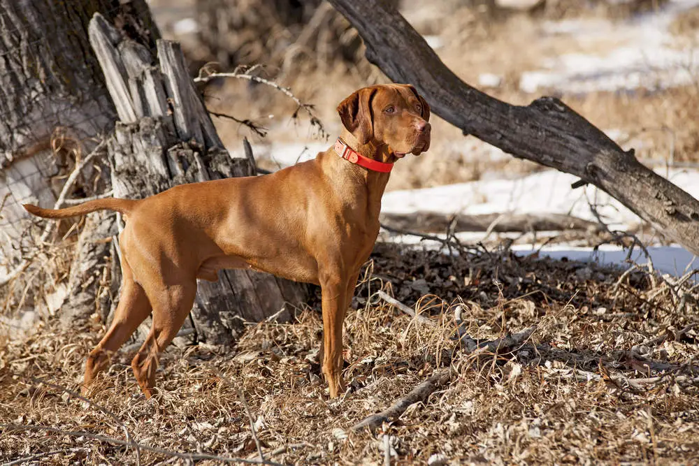 Vizsla out hunting