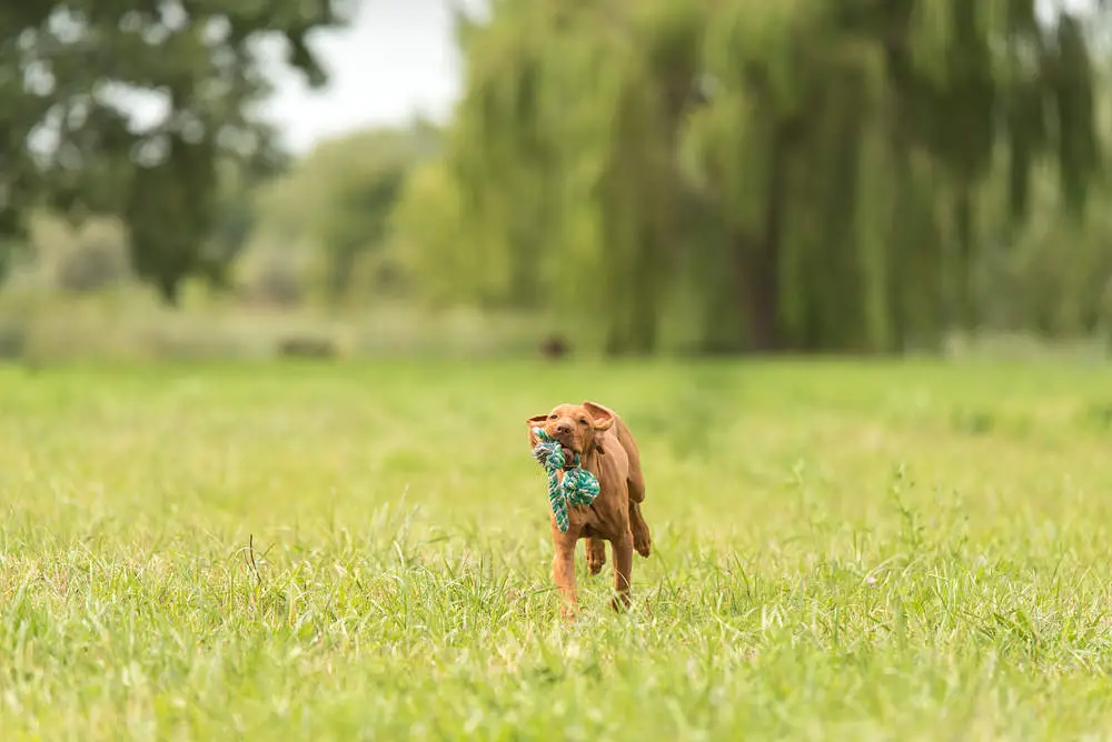 Vizsla playing with a rope toy at the park