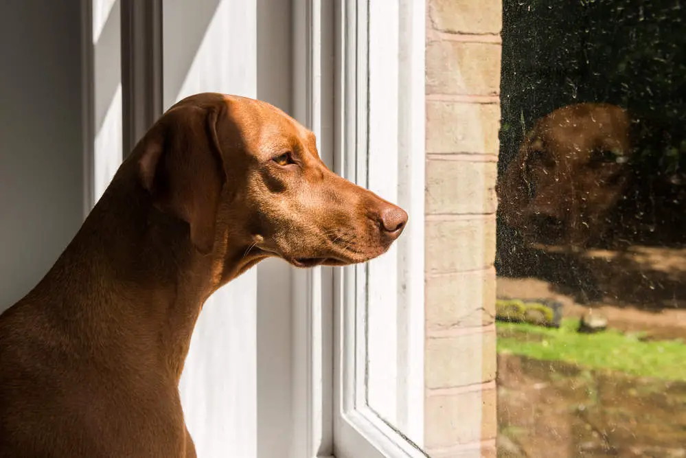 Vizsla home alone looking out the window