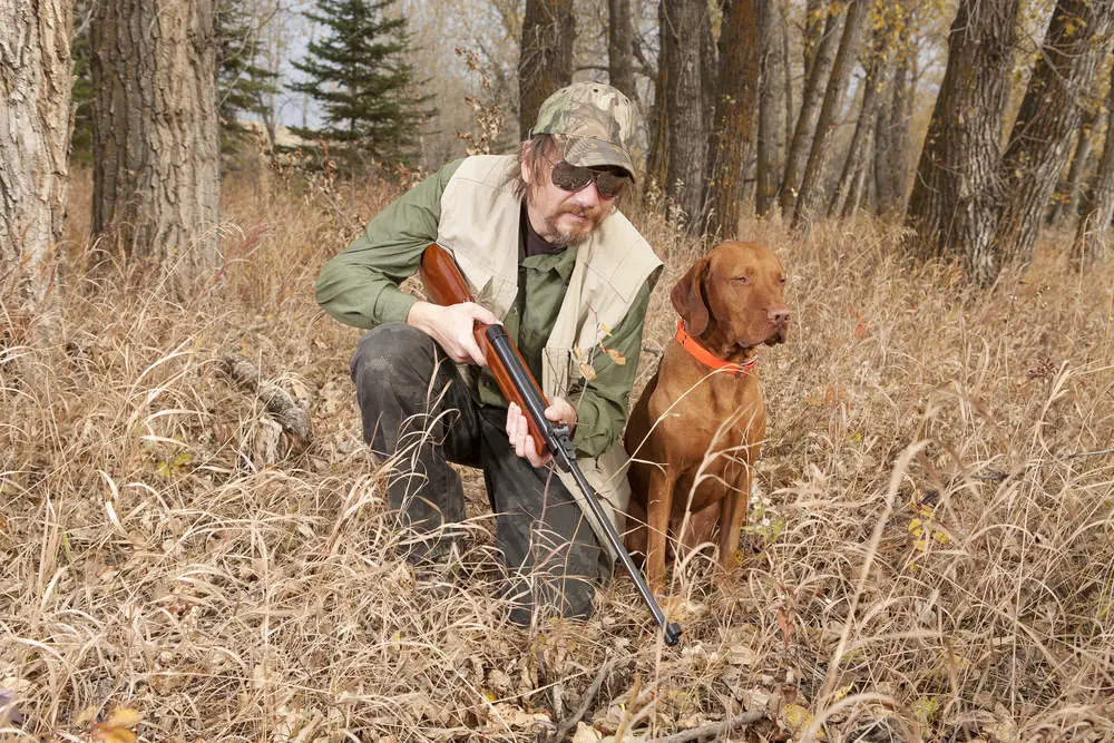 Vizsla hunting