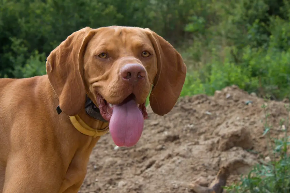 Vizsla panting outside