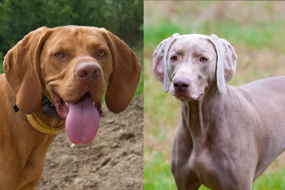 Vizsla vs Weimaraner