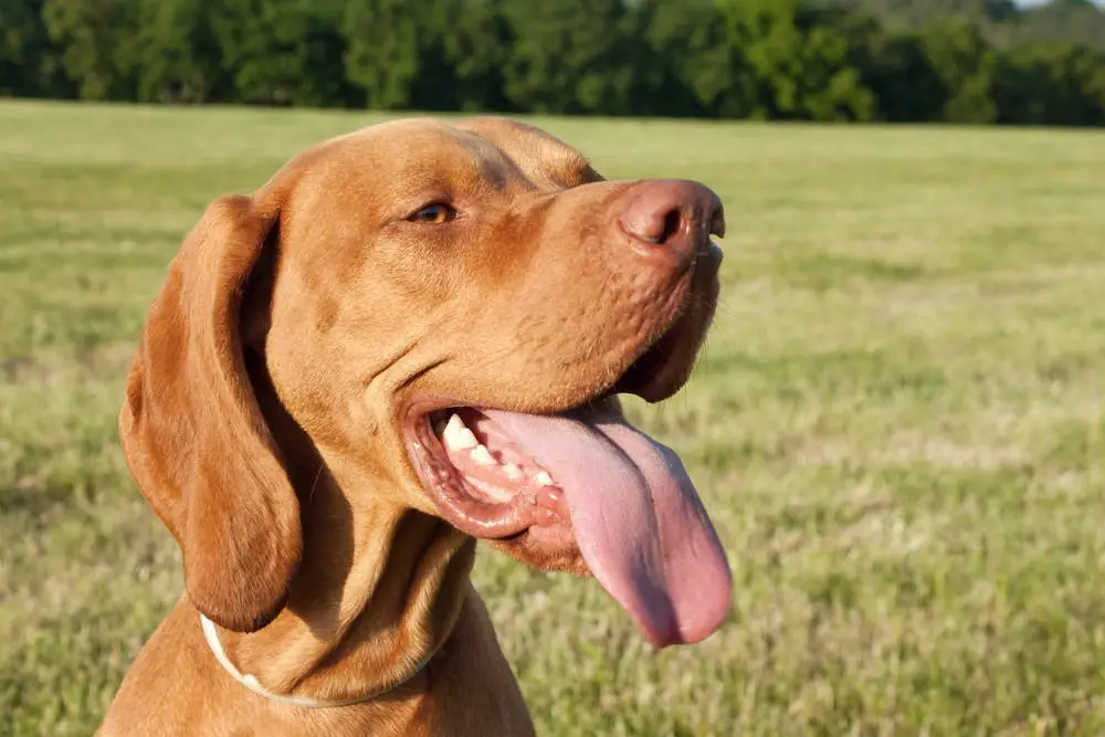 Happy Vizsla with tongue sticking out