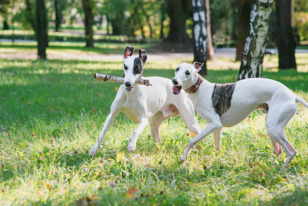 White Whippets playing