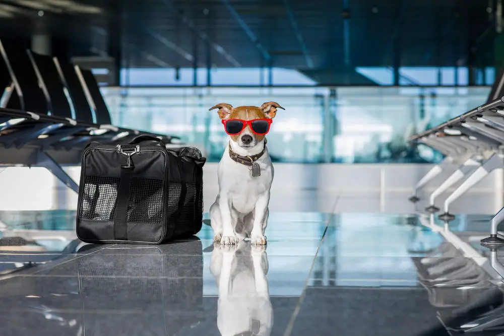 Dog at airport waiting for airplane wearing sunglasses