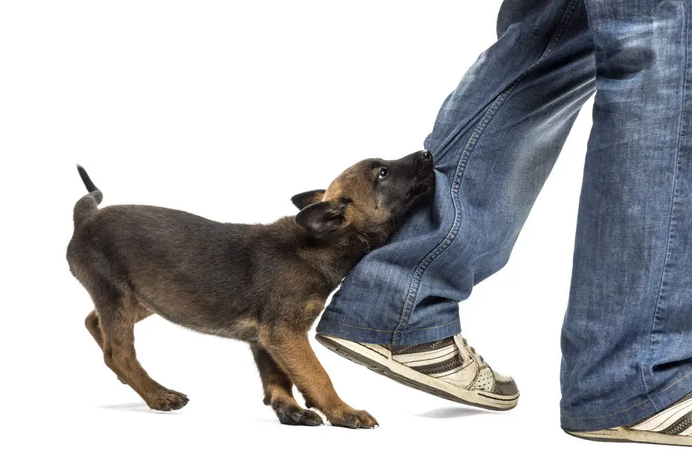 Why Does My Dog Bite My Ankles When I Walk? +How to Stop