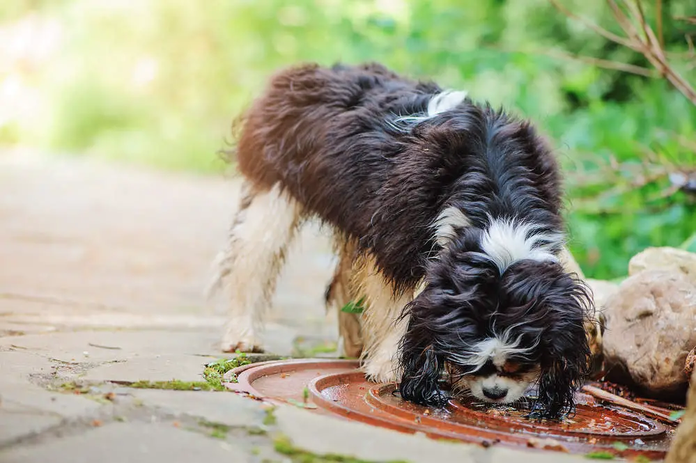 Dog drinking rainwater from puddle