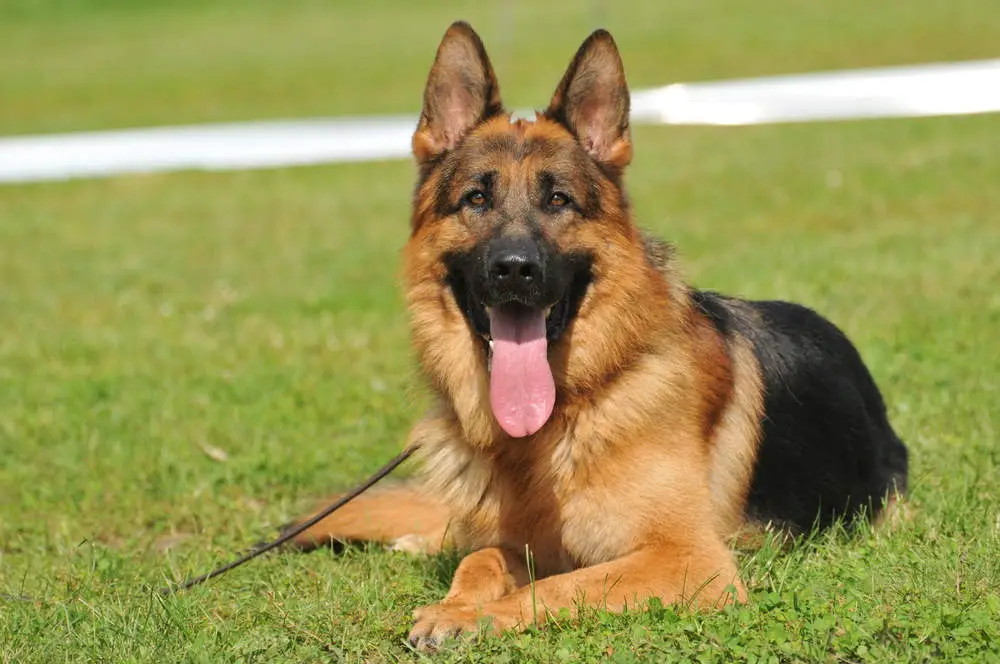 German Shepherd dog breed