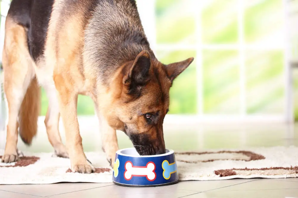 German Shepherd eating from dog bowl