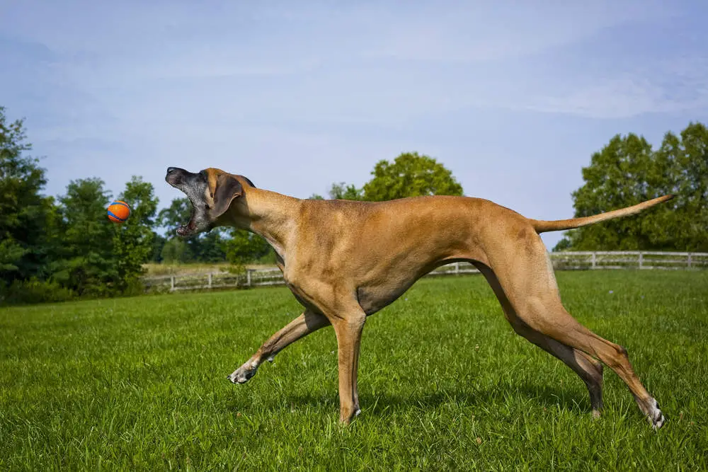 Great Dane chasing ball