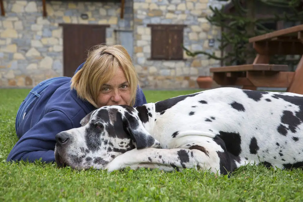 Owner with Great Dane on the grass