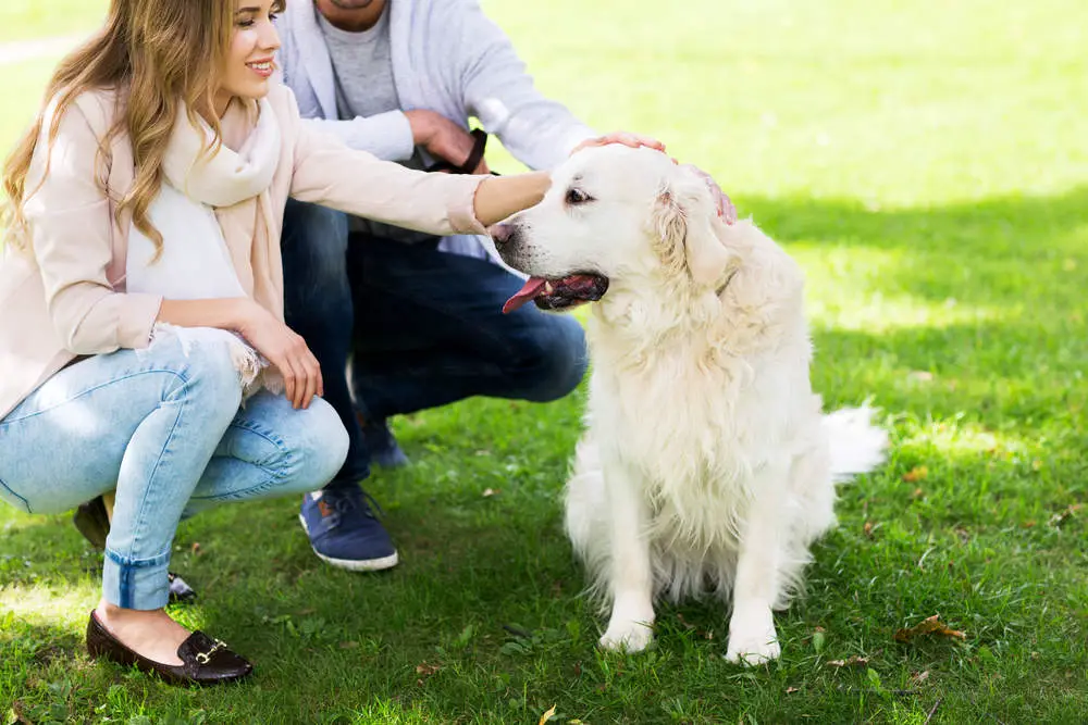 Dog walking in circles around couple