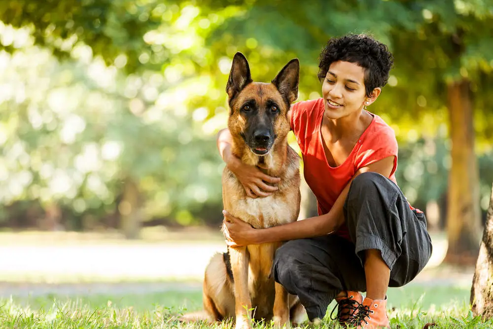 German Shepherd with owner