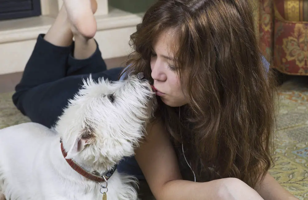 Senior Westie giving owner kisses