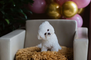 Bichon Frise sitting in chair home alone