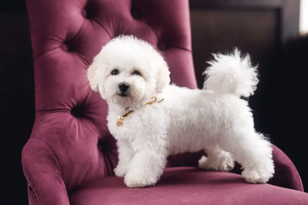 Bichon Frise posing on chair