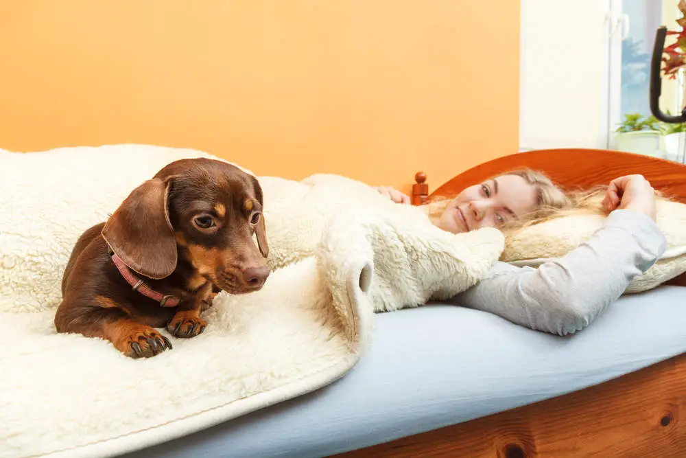 Dog waking up woman in bed