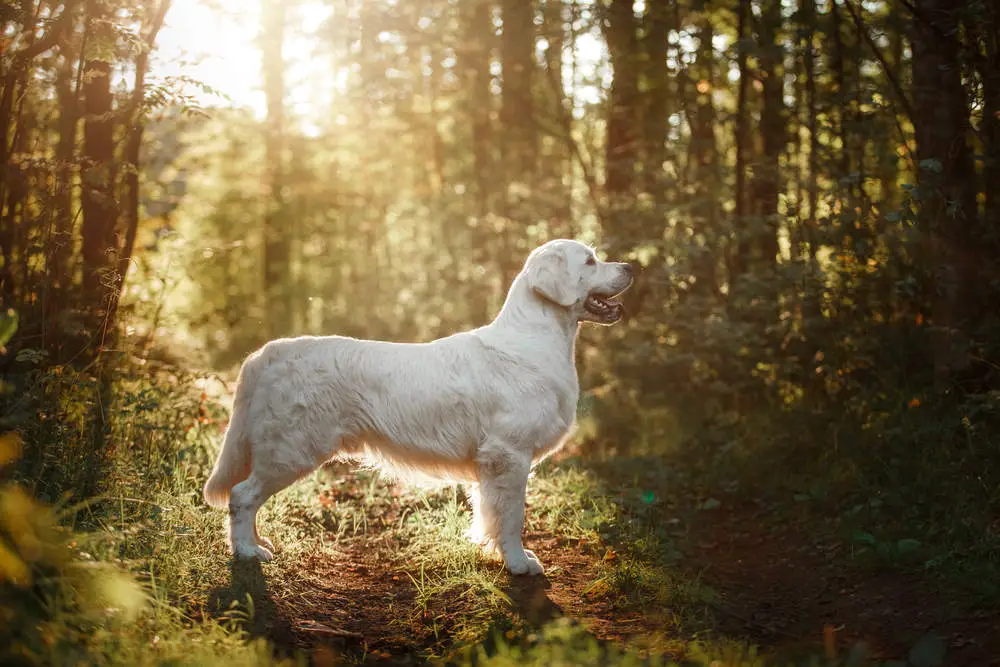 Golden Retriever hunting in the woods