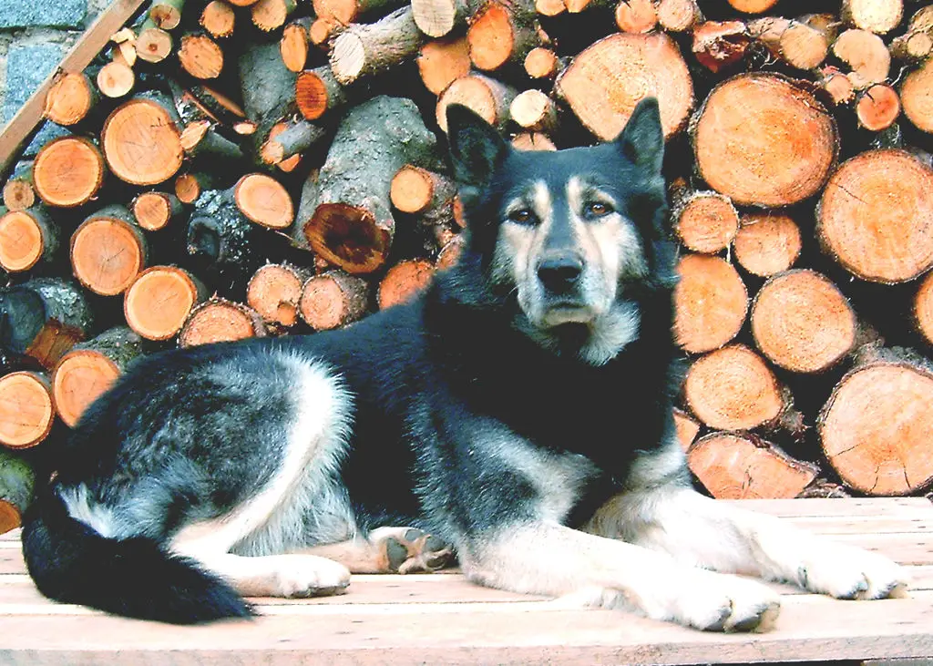 Huskamute posing in front of wood pile