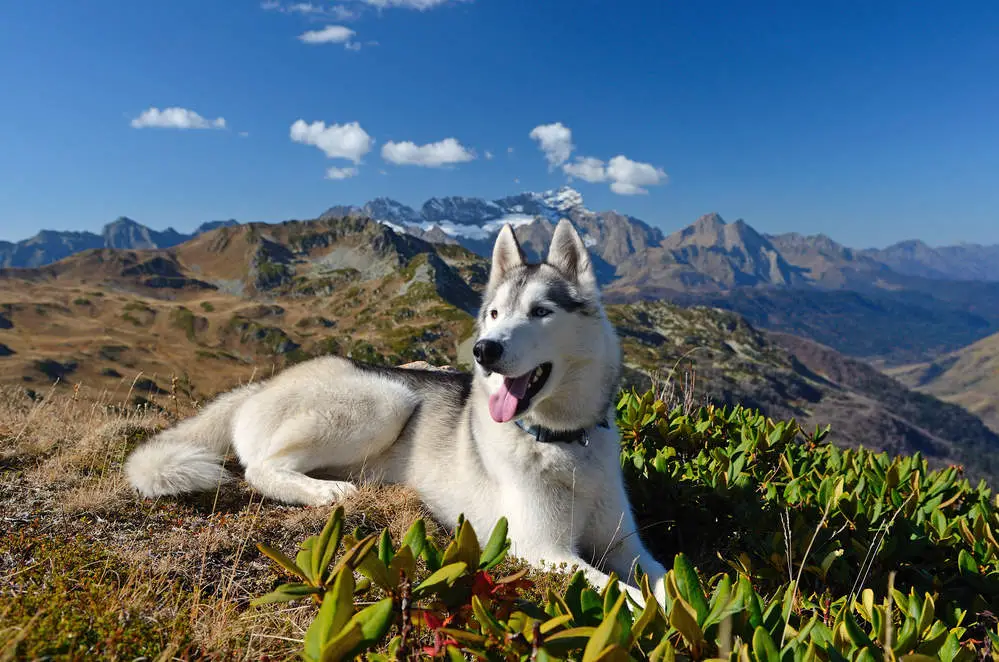 Husky in the mountains hiking