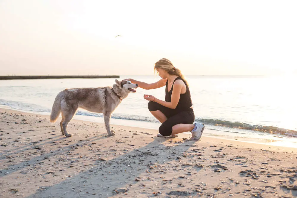 Husky on the beach with owner