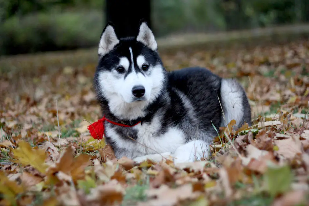 Siberian Husky sitting in leaves during autumn