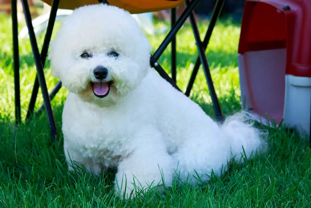 Overweight Bichon Frise sitting in grass