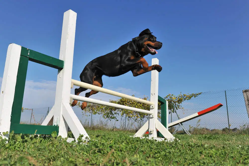 Rottweiler on agility course