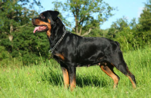 Rottweiler profile picture