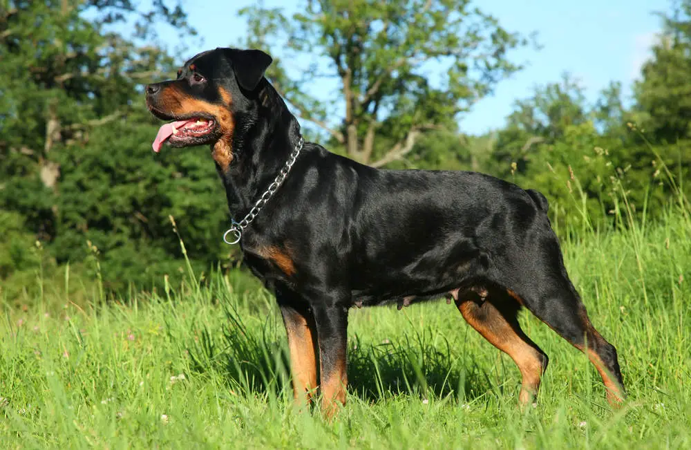 Rottweiler profile picture