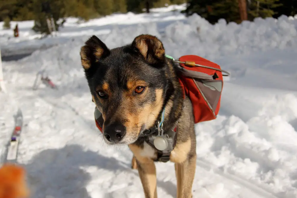 Rottweiler Husky Mix