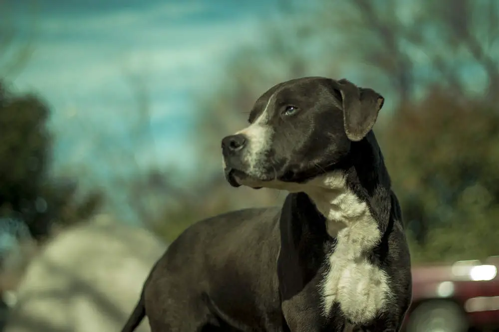 Rottweiler Pitbull Mix