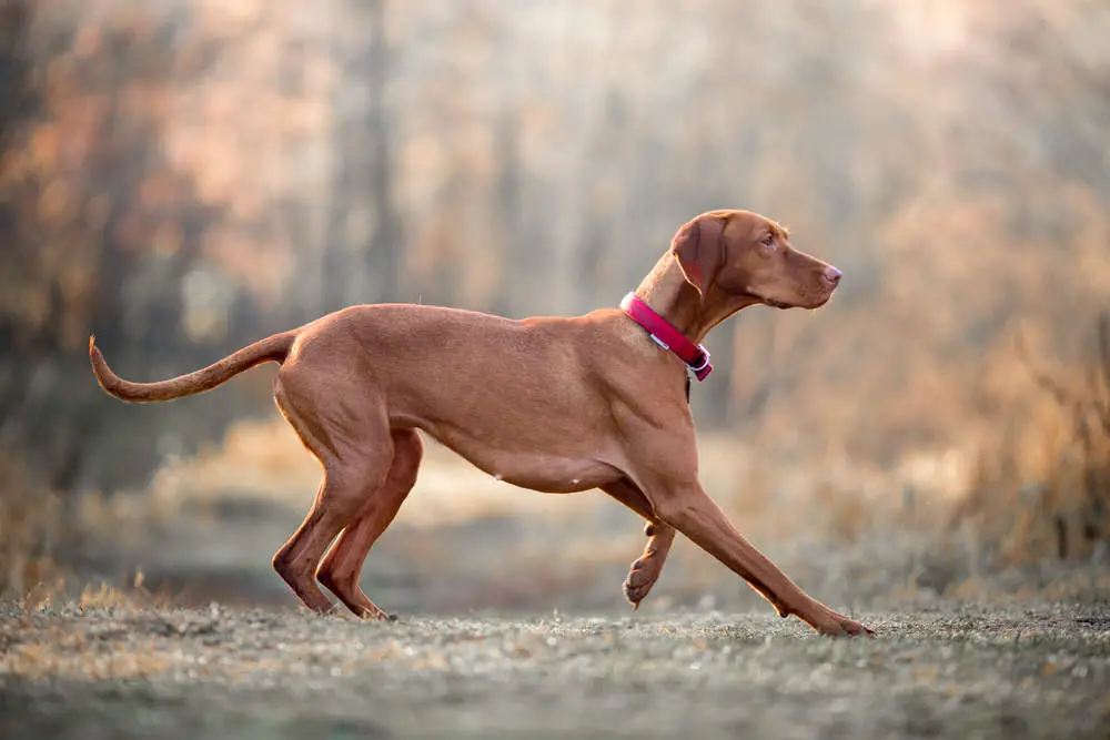 Vizsla running profile