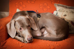 Weimaraner laying down on couch