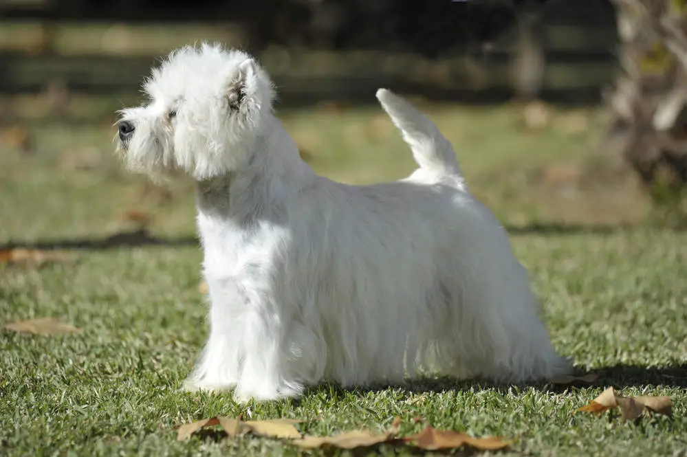 Well groomed Westie profile