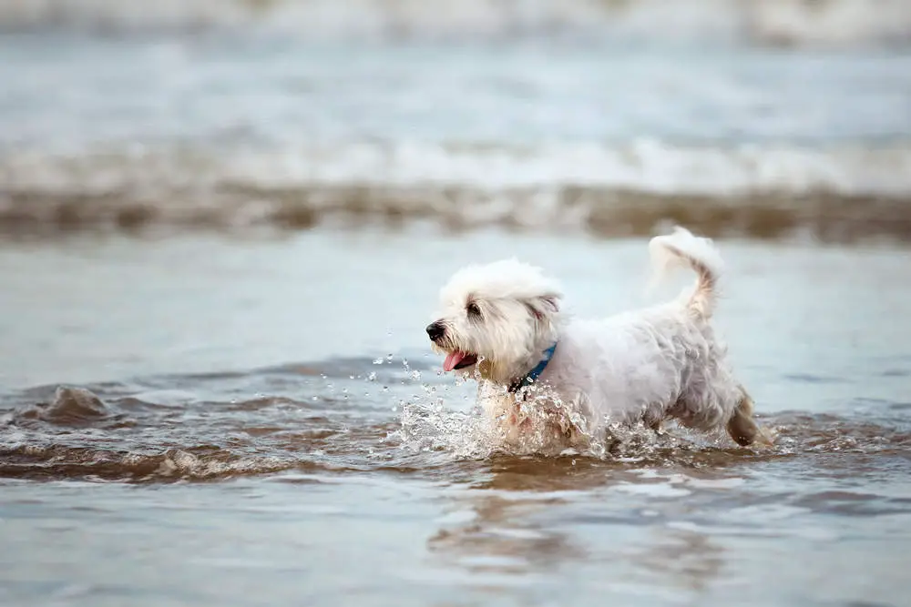 Westie playing in the water
