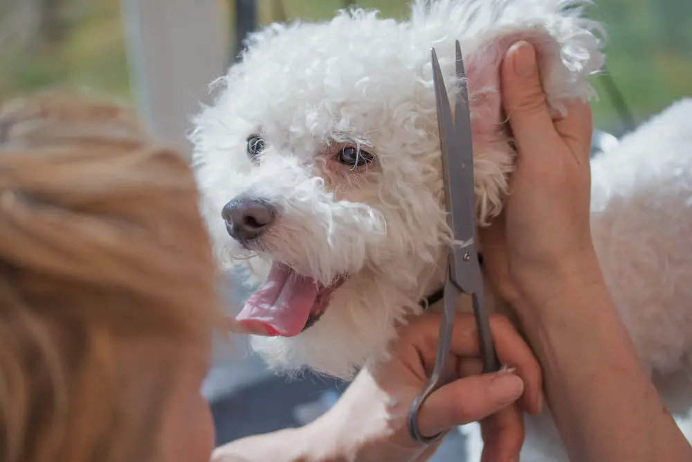 Bolognese getting groomed