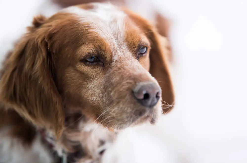 Brittany Spaniel closeup