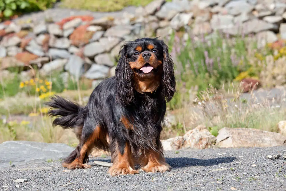 Cavalier King Charles Spaniel posing outside