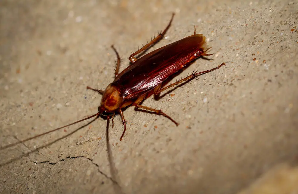 Cockroach running up wall