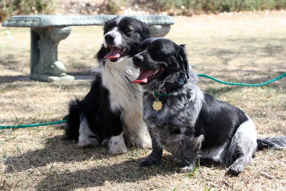 Corgi Border Collie mix