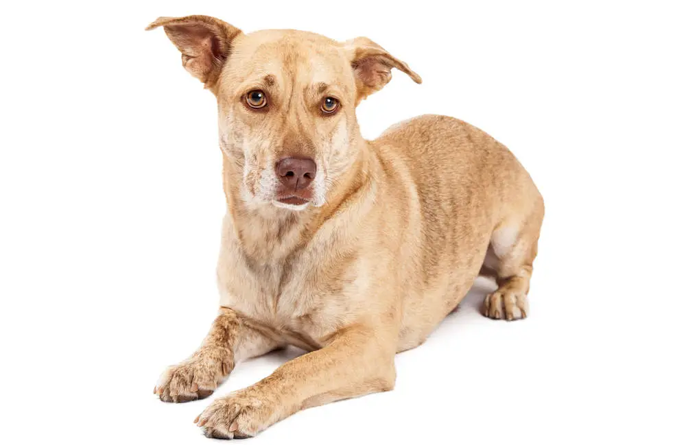 Corgi Mix Breeds: 38 of the Most Adorable (w/ Pictures)