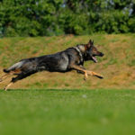 All You Need to Know About the 5 Different Types of German Shepherds