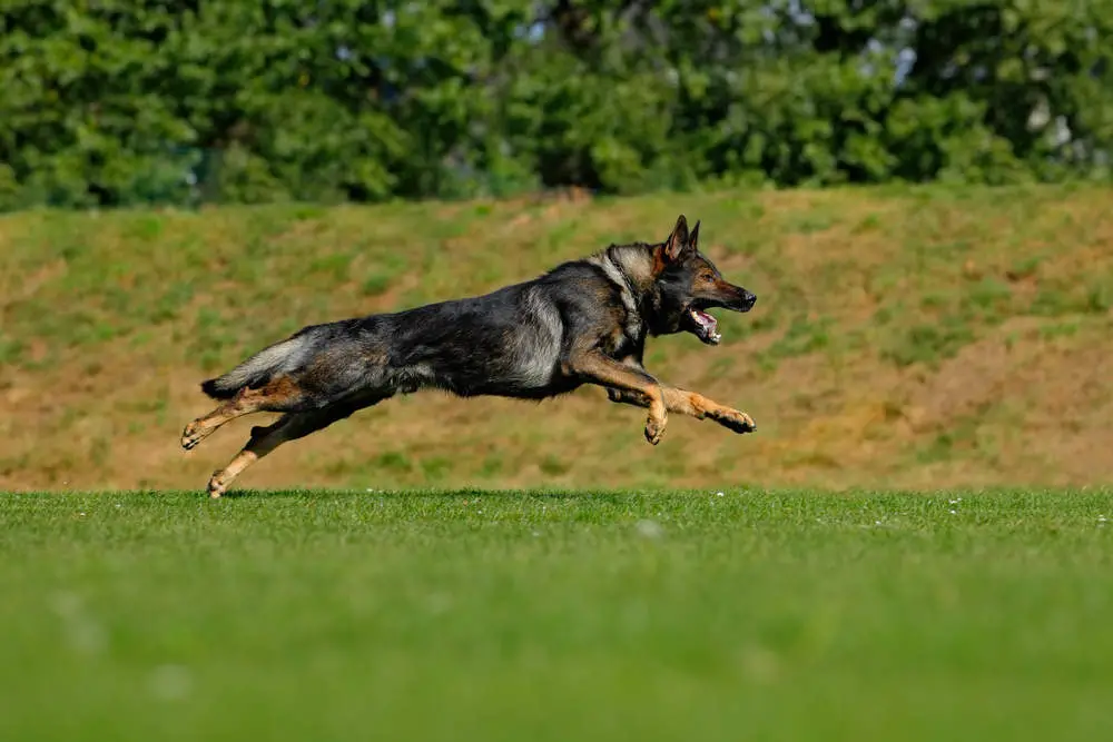 Czech working line German Shepherd